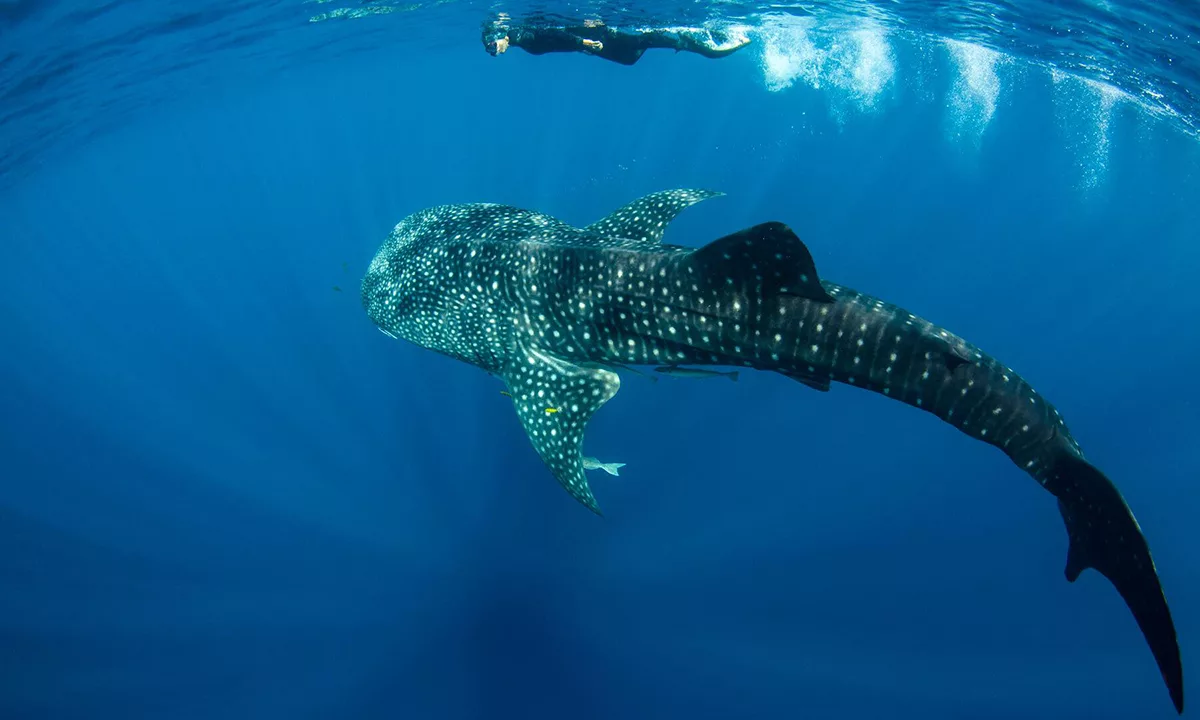 Diver swimming with a large whale shark in clear blue ocean waters