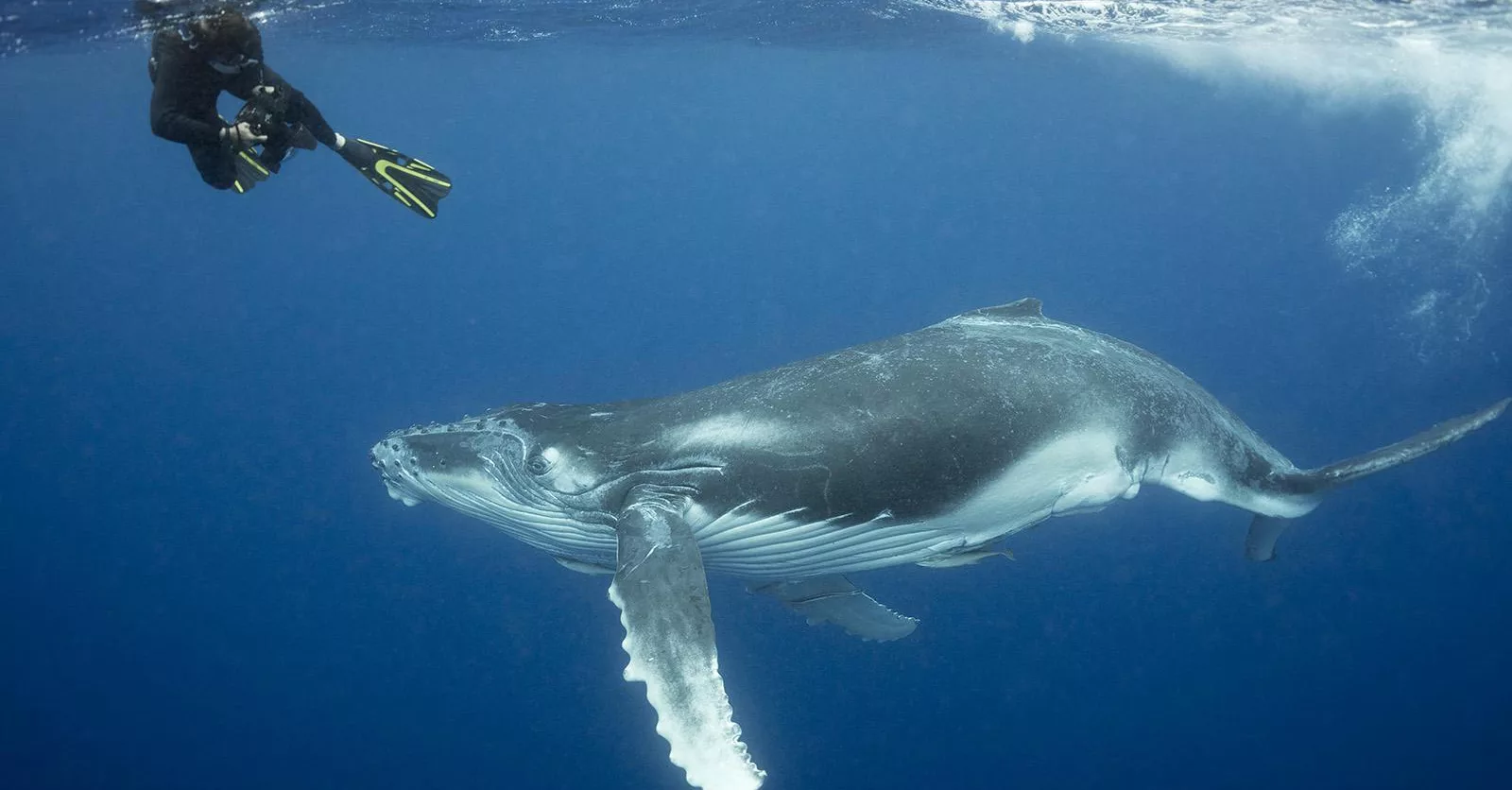 Scuba diver and majestic humpback whale swimming underwater in the ocean