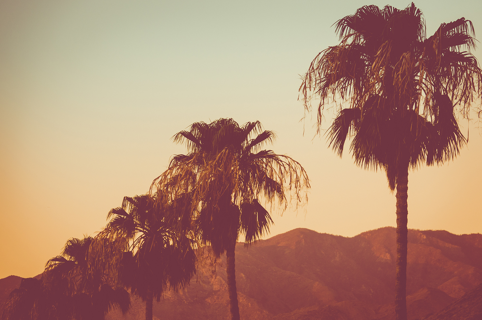 Coachella Valley Palm Trees