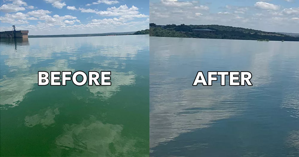 Lake water transformation from green algae to clear