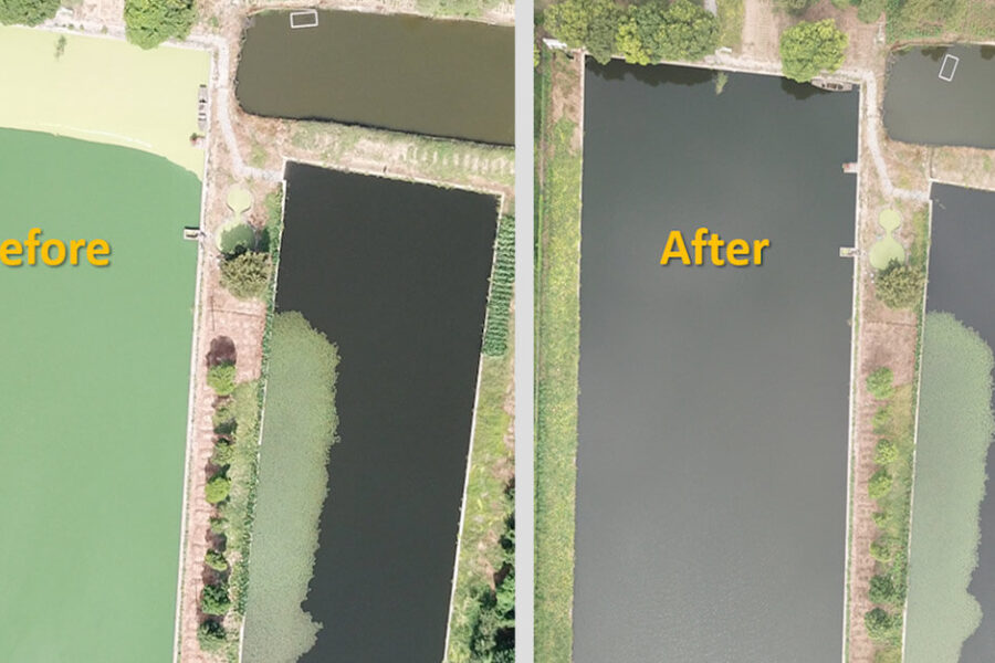 Before and after aerial view of a pond with green water turning clear