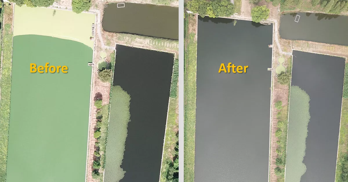 Aerial comparison of pond cleaning showing clear water transformation.