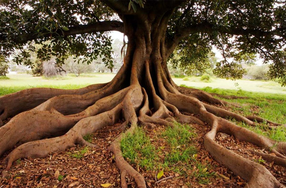 Majestic tree with extensive roots spread across a lush green field