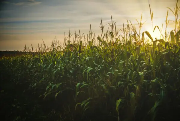 Cornfield at sunset with tall green stalks and golden sky